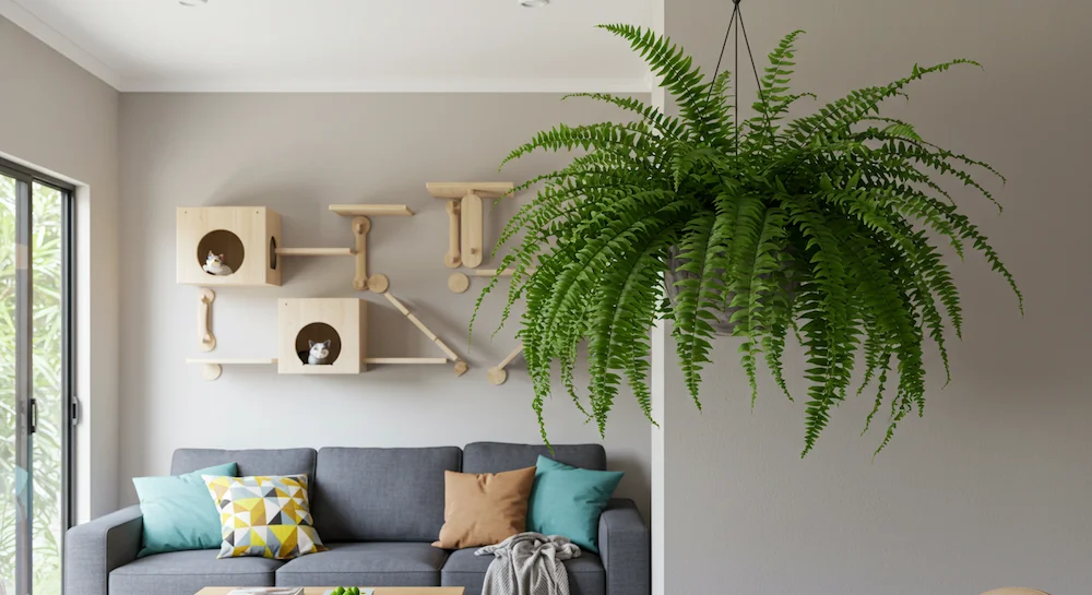 Samambaia-americana em vaso suspenso decorativo em sala de estar brasileira, com sofá moderno e playground de gatos na parede, ambiente aconchegante e pet friendly.