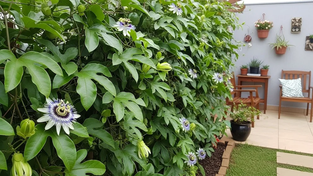 Maracujazeiro-doce formando cerca viva em quintal brasileiro decorado, com flores exóticas e frutos comestíveis.

