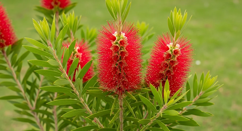 Flores cilíndricas vermelhas da escova-de-garrafa com estames longos e folhas lanceoladas verdes em jardim brasileiro.